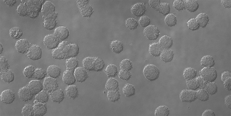 ma_cct_choeasy_cohepo